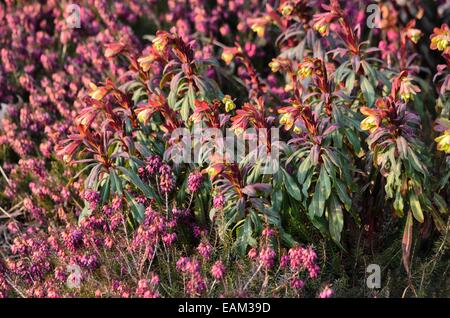 Wood spurge (Euphorbia amygdaloides 'Purpurea') and winter heather (Erica carnea syn. Erica herbacea) Stock Photo