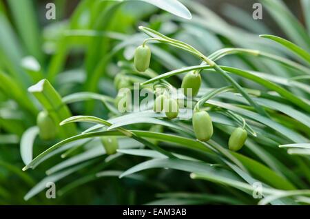 Common snowdrop (Galanthus nivalis) Stock Photo