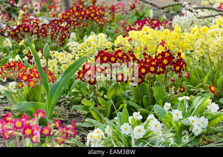 True oxlip (Primula elatior) and comon primrose (Primula vulgaris syn. Primula acaulis) Stock Photo