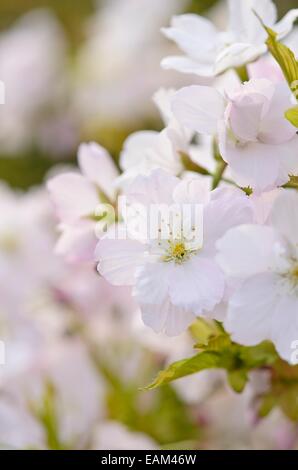 Oriental cherry (Prunus serrulata 'Amanogawa') Stock Photo