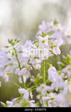 Cuckoo flower (Cardamine pratensis) Stock Photo