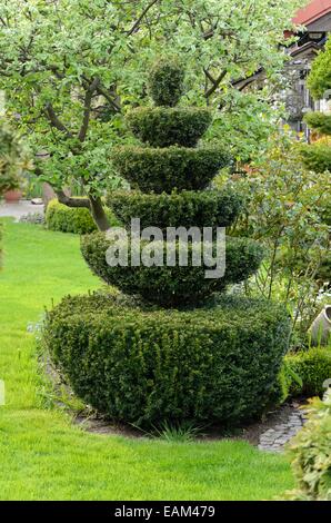 Common yew (Taxus baccata) with conical shape Stock Photo