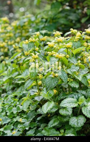 Yellow archangel (Lamium galeobdolon 'Variegata' syn. Lamiastrum galeobdolon 'Variegata') Stock Photo