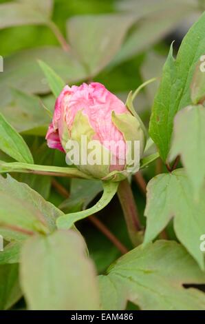 Tree peony (Paeonia suffruticosa 'Yaezakura') Stock Photo