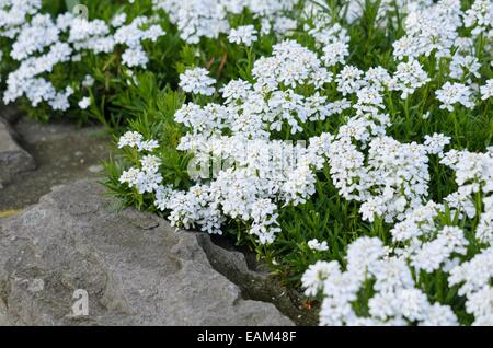 Evergreen candytuft (Iberis sempervirens) Stock Photo