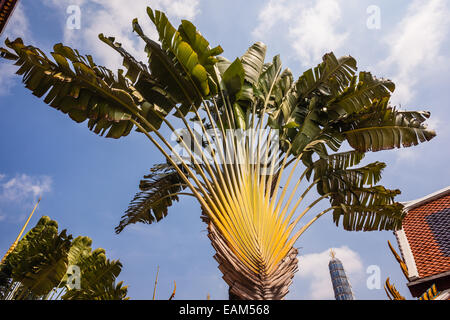 Ravenala madagascariensis, commonly known as Traveller's Tree or Traveller's Palm Stock Photo