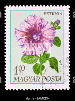 Postage stamp from Hungary depicting four o'clock flower or marvel of ...