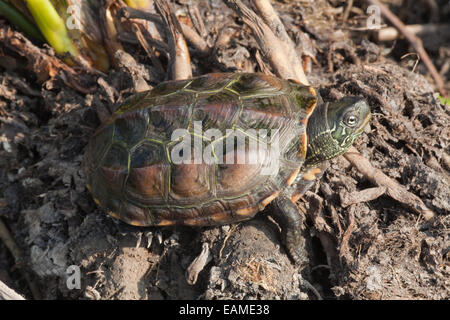 Chinese Pond, Three-keeled Pond, or Reeve's Turtle.  Mauremys (Chinemys) reevesii.  Threatened/Endangered species native Chinina Stock Photo