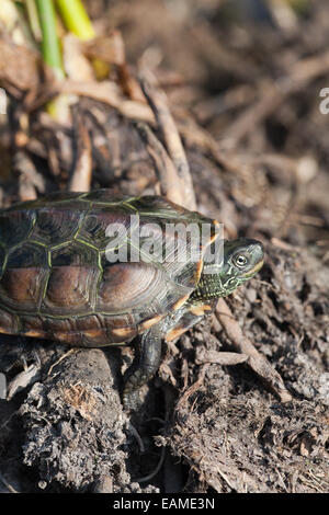 Chinese Pond, Three-keeled Pond, or Reeve's Turtle.  Mauremys (Chinemys) reevesii.  Threatened/Endangered species native China. Stock Photo