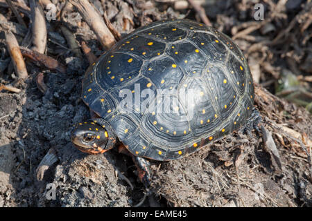 North American Spotted Turtle (Clemmys guttata). Adult on land. Stock Photo