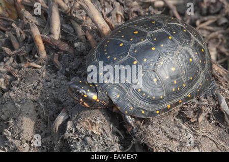 North American Spotted Turtle (Clemmys guttata). Close-up of yellow spot markings on the carapace or upper shell. Stock Photo