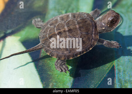 European Pond Tortoise, Turtle or Terrapin (Emys orbicularis). Hatchling, or young. Stock Photo