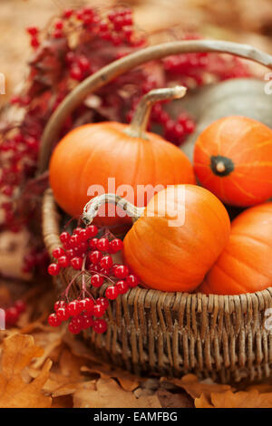Small pumpkins and ashberries in a basket Stock Photo