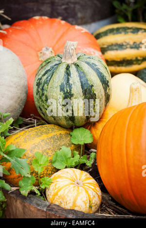 Assorted pumpkins Stock Photo