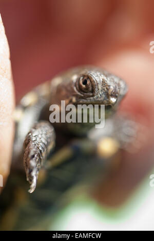 European Pond Turtle (Emys orbicularis). Hatchling held in a hand showing white 'egg tooth' below nostrils on tip of upper mouth Stock Photo