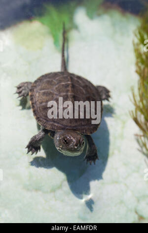 European Pond Tortoise, Turtle or Terrapin (Emys orbicularis). Hatchling, or young. Stock Photo