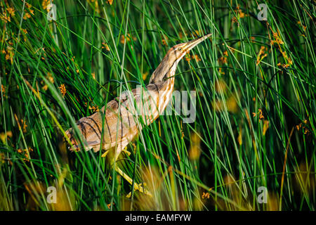 American Bittern hiding in the reeds of a prairie wetland,  Police Outpost Provincial Park Alberta Canada Stock Photo