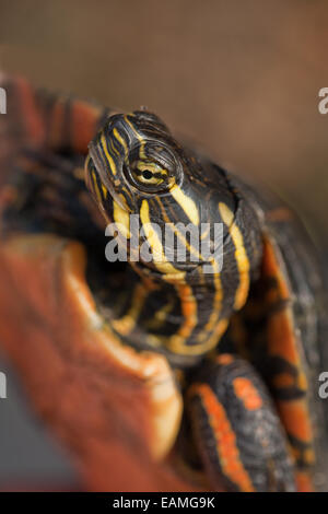 Southern Painted Turtle (Chrysemys picta dorsalis). Head and distinctive  head markings of this sub-species. Southern USA. Stock Photo