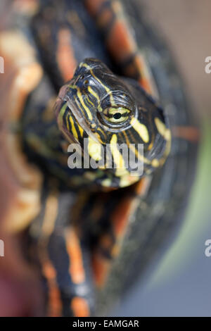 Southern Painted Turtle (Chrysemys picta dorsalis). Head and distinctive  head markings of this sub-species. Southern USA. Stock Photo