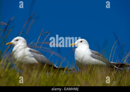 A couple of European Herring Gulls (Larus argentatus), Norway Stock Photo