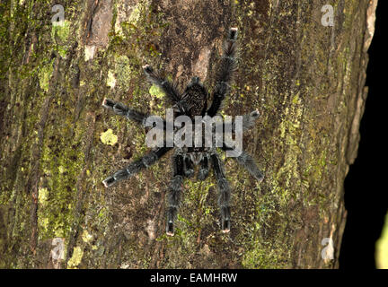 Pinktoe tarantulata (Avicularia avicularia), Theraphosidae family, Tambopata National Reserve, Madre de Dios, Peru Stock Photo