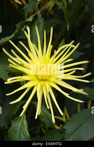 Dahlia 'Gryson's Yellow Spider' growing in an herbaceous border. Stock Photo