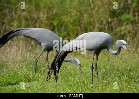 Blue, Paradise or Stanley Cranes (Anthropoides paradisea). Foraging amongst grassland. Stock Photo