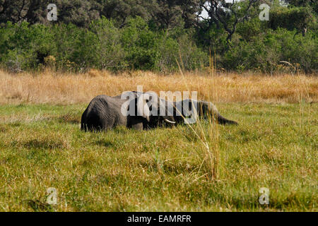 African elephants, the largest living land mammal two half submerged in marshland hidden by the reeds Stock Photo