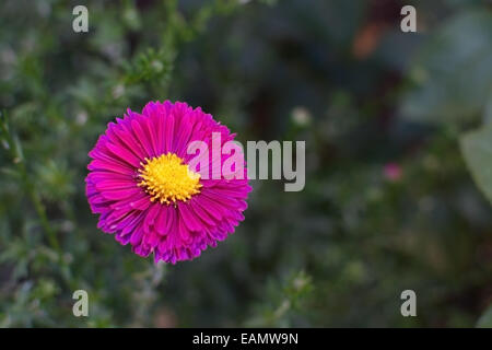 Pink aster flower. Single hot pink aster daisy like flower with yellow center and green blurry foliage behind.