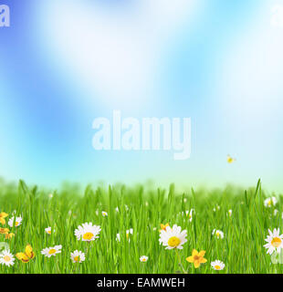 Abstract floral background with bunches of grass with blooming chamomiles. Blue sky on background with free space for text Stock Photo