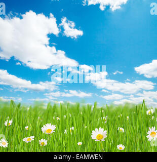 Abstract floral background with bunches of grass with blooming chamomiles. Blue sky on background with free space for text Stock Photo