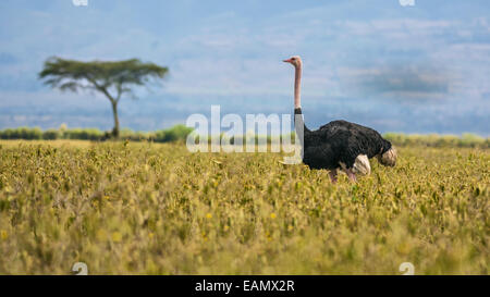 Ostrich (Struthio camelus) walking in Lake Nakuru National Park, Kenya, Africa Stock Photo