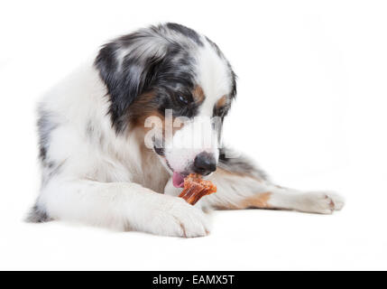 austrailian shepherd with the color blue merle in front of white background Stock Photo