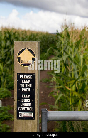 A public footpath across a farmer's field of Maize Stock Photo