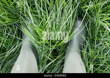 Standing in a grass field assessing the amount of growth Stock Photo