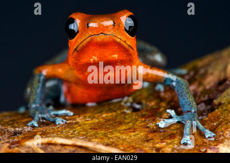 Blue jeans strawberry dart frog / Oophaga pumilio Stock Photo