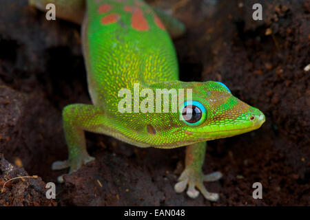 Gold dust day gecko / Phelsuma laticauda Stock Photo