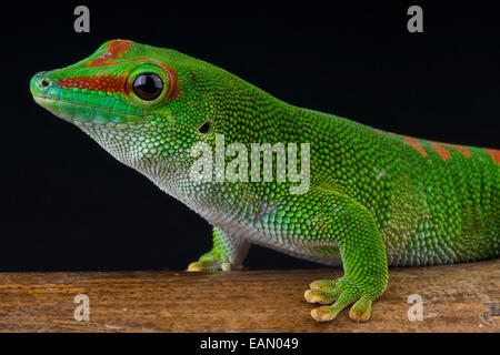 Giant day gecko / Phelsuma madagascariensis grandis Stock Photo