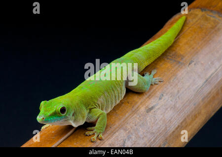 Koch's giant day gecko (Phelsuma madagascariensis kochi) Stock Photo