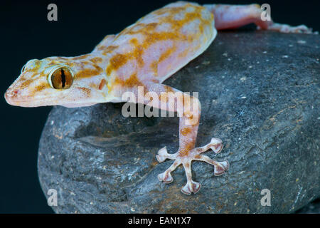 Fan-fingered gecko (Ptyodactylus ragazzi) Stock Photo
