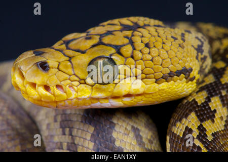 Timor Python, Python timoriensis, Timor, Lesser Sunda Islands ...