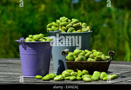 Freshly picked broad beans (Vicia faba), home garden Stock Photo