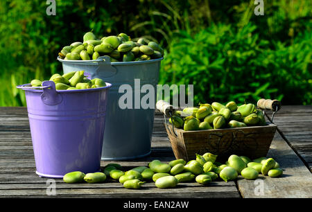 Harvested broad beans (Vicia faba) in a home garden. Stock Photo