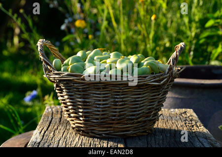 Harvested broad beans (Vicia faba) in a basket, in a vegetable garden. Stock Photo