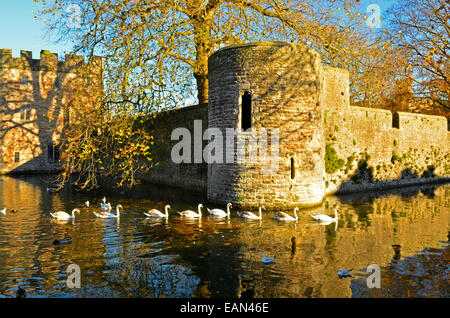 Wells, Somerset, UK. 18th Nov, 2014. A lovely sunny day at The Bishops Palace in Wells in Somerset where a Family of Swans with sygnets swim around the moat. Credit:  Robert Timoney/Alamy Live News Stock Photo