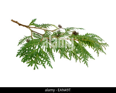 cypress branch isolated on white background Stock Photo
