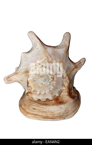 Horned Helmet Shell Cassis cornuta Stock Photo