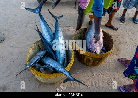 Fish For Sale, Baga Beach, Goa, India Stock Photo