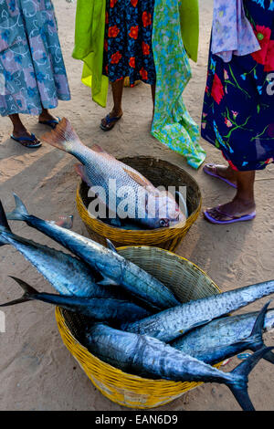 Fish For Sale, Baga Beach, Goa, India Stock Photo