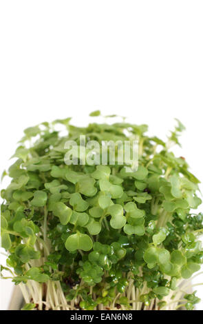 Garden cress in close up on a white background with copy space Stock Photo